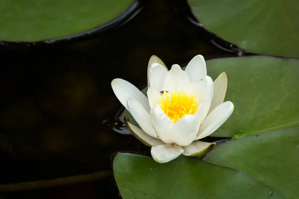 Крупный План Цветущей Белой Водяной Лилии Nymphaea Alba Солнечный День — стоковое фото