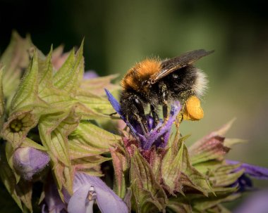 Adaçayı üzerinde besleme Closeup ortak tarakçı arı (Bombus pascuorum)