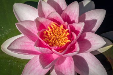 Çiçekli pembe Nilüfer (Nymphaea alba) yaz aylarında güneşli bir closeup