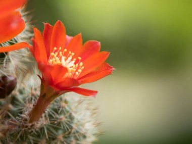 Portre renkli kırmızı çiçekleri küçük bir kaktüs (Rebutia, Aylostera)