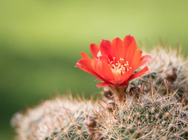 Portre renkli kırmızı çiçekleri küçük bir kaktüs (Rebutia, Aylostera)