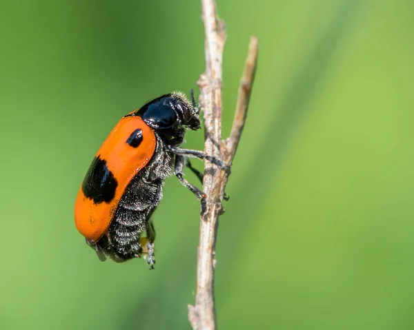 Primer Plano Escarabajo Cuatro Manchas Clytra Laeviuscula Sobre Una Paja — Foto de Stock