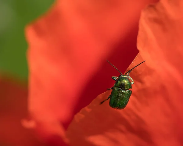 Primer Plano Escarabajo Hojas Verdes Muy Pequeño Sentado Una Flor — Foto de Stock