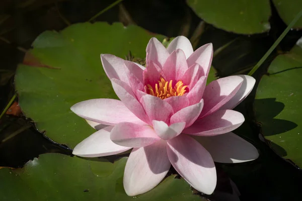 Крупный План Цветущей Розовой Водяной Лилии Nymphaea Alba Солнечный День — стоковое фото