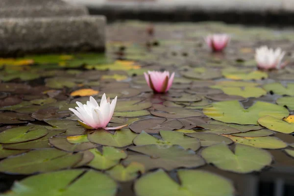 Крупный План Цветущей Розовой Водяной Лилии Nymphaea Alba Солнечный День — стоковое фото