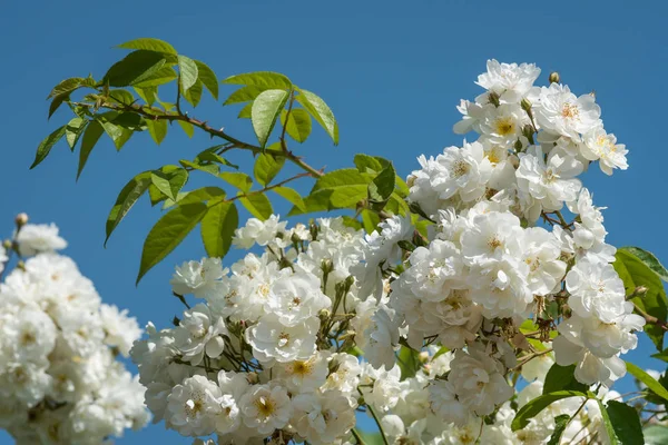 Fleurs Rambler Blanc Rose Par Une Journée Ensoleillée Printemps Ciel — Photo