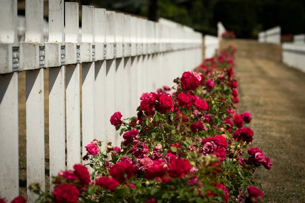 Cemetery Douaumont Ossuary Verdun France Memorial Soldiers Who Died Battlefield — Stock Photo, Image