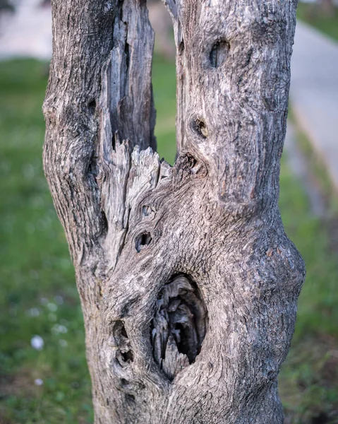 Detalhe Tronco Uma Oliveira Cres Croácia — Fotografia de Stock