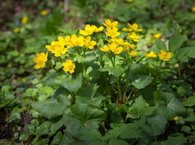 Kingcups (Caltha palustris) bahar güneşli bir günde bir ormanda bir grup