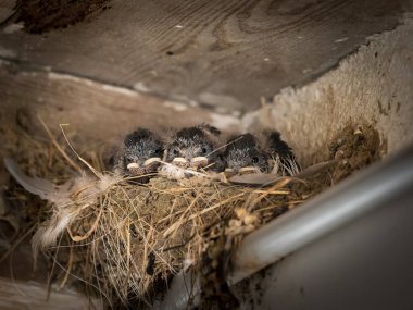 Bir yuvada oturan ve beslenmeleri için bekleyen üç kırlangıcı civciv (Hirundo rustica)