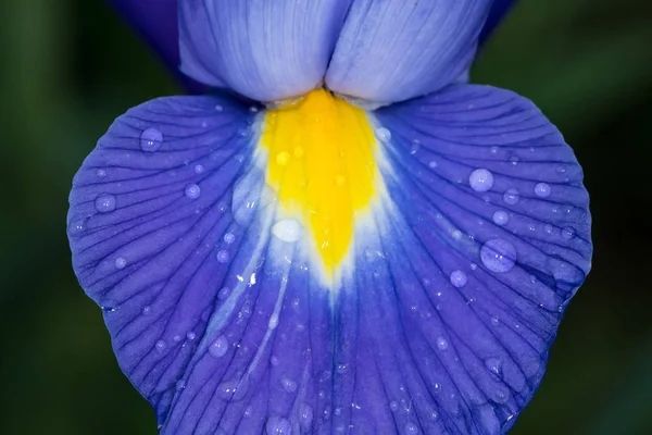 Деталь Синьо Жовтого Цвітіння Райдужки Краплями Води Дощовий День Навесні — стокове фото
