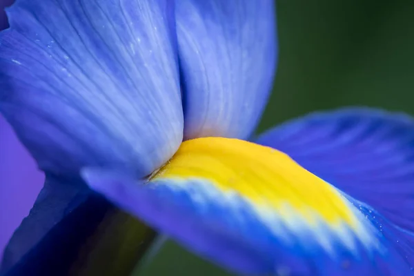 Detalle Flor Azul Amarilla Del Iris Primavera — Foto de Stock