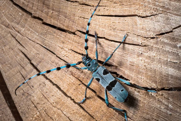 Fêmea Alpine Longhorn Beetle Rosalia Alpina Cerambycidae Uma Faia — Fotografia de Stock