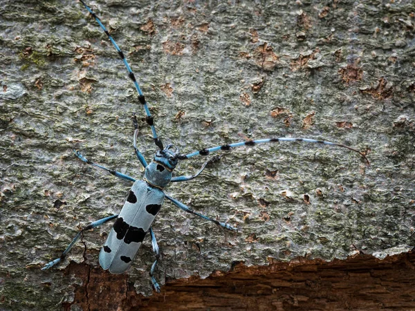 Női Alpesi Cincérfélék Rosalia Alpina Cerambycidae Egy Bükk — Stock Fotó