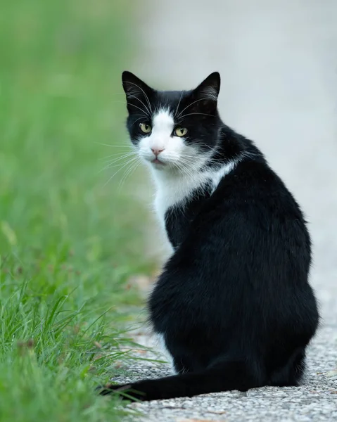 Genç Bir Erkek Siyah Beyaz Renkli Kedi — Stok fotoğraf