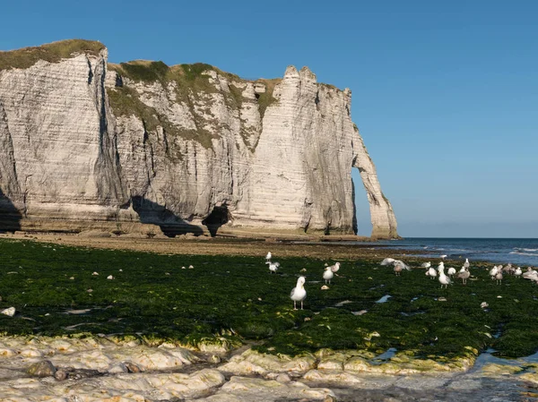 Acantilados Tiza Etretat Normandía Francia Con Arco Natural Porte Aval — Foto de Stock