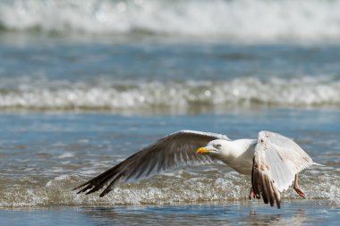 Avrupa ringa balığı kalktıktan, dalgalar içinde belgili tanımlık geçmiş kırma martı (Larus argentatus). Güneşli bir günde yaz (Normandy, Fransa)
