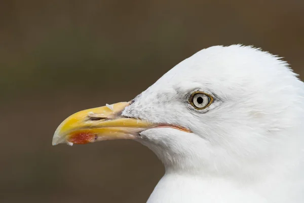 Bir Avrupa Ringa Martısının Yakın Plan Portresi Larus Argentatus — Stok fotoğraf