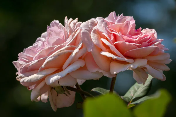 Primer Plano Las Flores Una Rosa Rosada Día Soleado Verano — Foto de Stock
