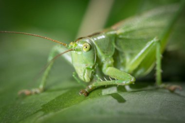 Büyük bir yeşil bush-kriket Tettigonia viridissima portresi) bir yaprak üzerinde oturan