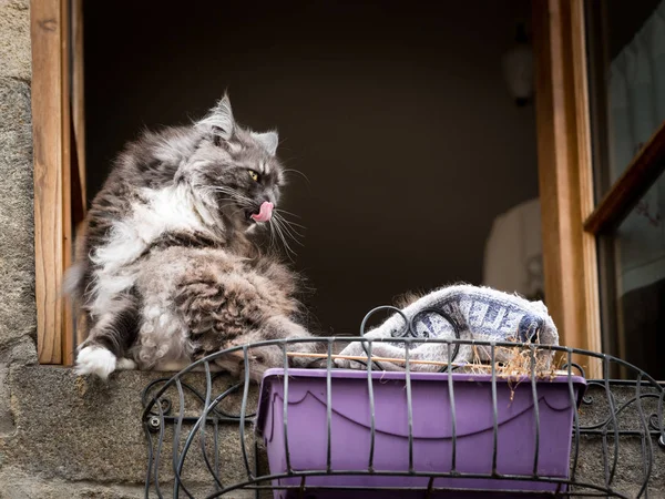 Graue Langhaarige Katze Sitzt Auf Einem Fensterbrett Fenster Geöffnet — Stockfoto