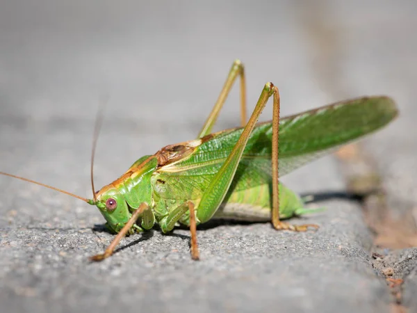 Retrato Gran Grillo Verde Tettigonia Viridissima Sentado Pavimento — Foto de Stock