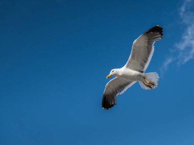 Daha az siyah yedeklenmiş martı (Larus fuscus) uçuş güneşli bir yaz (Normandy, Fransa)