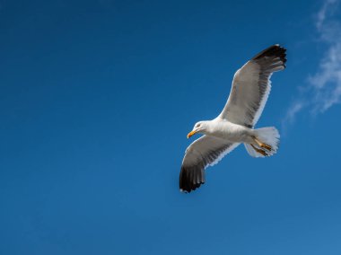 Lesser black backed gull (Larus fuscus) in flight on a sunny day in summer (Normandy, France) clipart