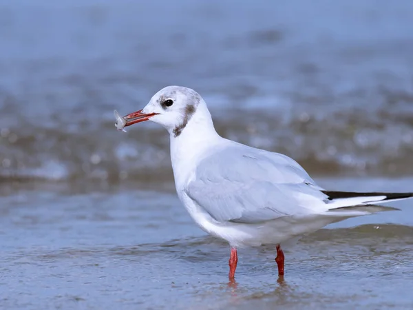 Czarny Czele Mewy Plaży Małe Ryby Dziób Słoneczny Dzień Lecie — Zdjęcie stockowe