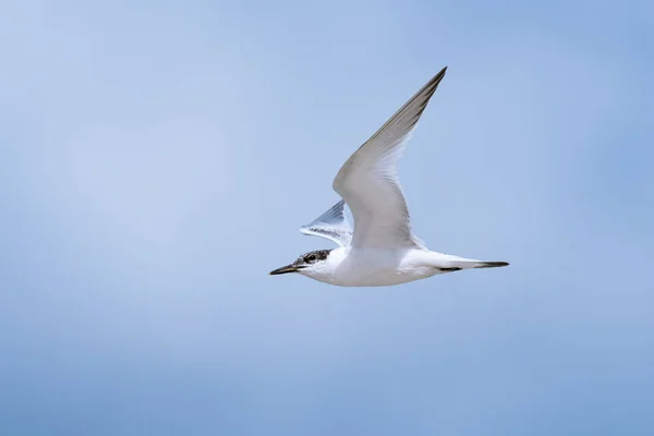 Tern Sanduíche Jovem Thalasseus Sandvicensis Voo Céu Azul — Fotografia de Stock