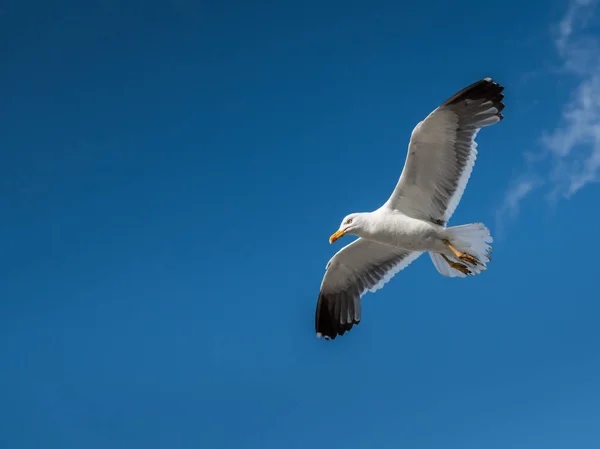 Gaviota Negra Menor Larus Fuscus Vuelo Día Soleado Verano Normandía —  Fotos de Stock