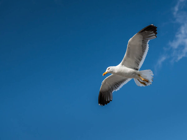 Lesser black backed gull (Larus fuscus) in flight on a sunny day in summer (Normandy, France)