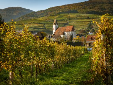 Spitz kilise bir der Donau ve güneşli bir sonbahar (Wachau, Aşağı Avusturya içinde üzüm bağları)