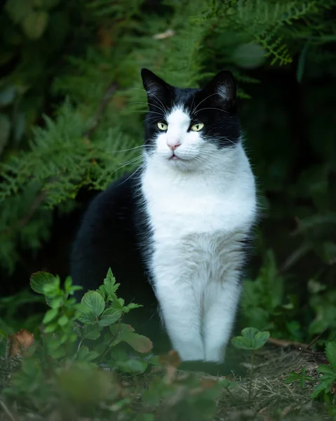 Genç Bir Erkek Siyah Beyaz Renkli Kedi — Stok fotoğraf