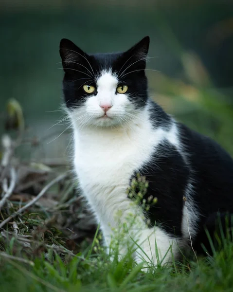 Genç Bir Erkek Siyah Beyaz Renkli Kedi — Stok fotoğraf