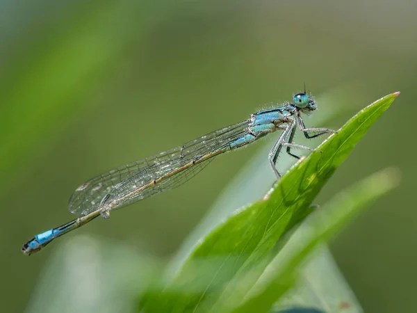 Синьохвоста Дівчина Ischnura Elegans Сидить Зеленому Листі Сонячний День Влітку — стокове фото