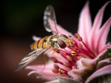 Bir olağanüstüsarı çiçek (Sempervivum oturan bir kadın marmelat hoverfly (reçel sineği))