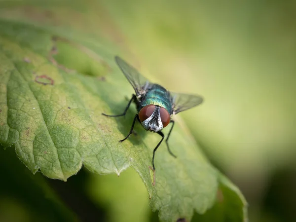 Una mosca verde con ojos rojos sentados sobre una hoja verde —  Fotos de Stock