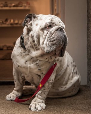 Bir dükkan kapının önünde oturan beyaz bulldog