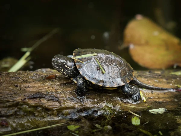 Closeup Young European Pond Turtle Sunbathing Piece Wood Pond — Stock Photo, Image