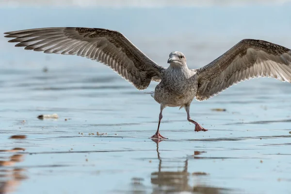 Giovane Gabbiano Aringa Europeo Larus Argentatus Cerca Cibo Sulla Spiaggia — Foto Stock