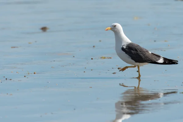 Mewa Srebrzysta Larus Argentatus Spaceru Plaży Słoneczny Dzień Lecie Normandia — Zdjęcie stockowe