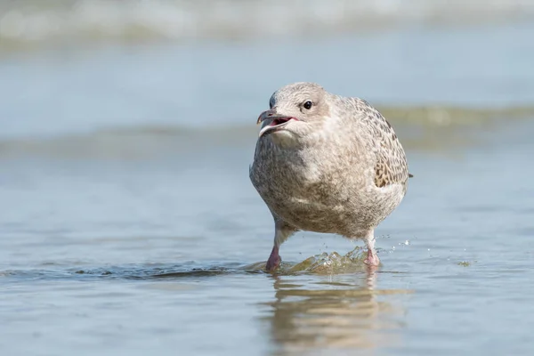 Uma Jovem Gaivota Europeia Arenque Larus Argentatus Água Praia Normandia — Fotografia de Stock