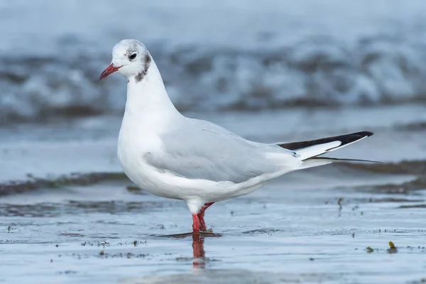 Een Kokmeeuw Lopen Door Het Water Aan Het Strand Een — Stockfoto