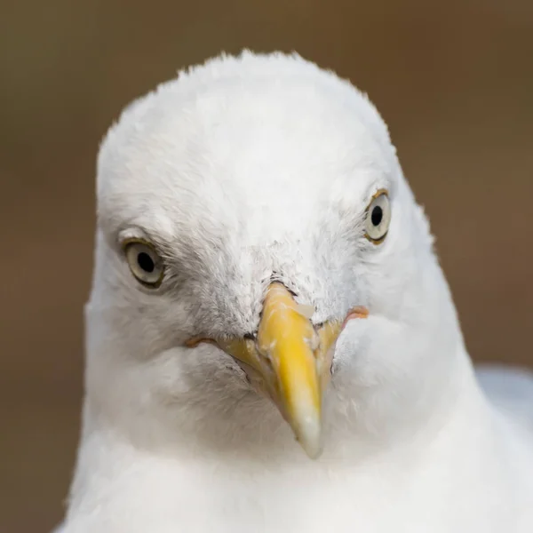 Retrato Cerca Una Gaviota Arenque Europea Larus Argentatus — Foto de Stock