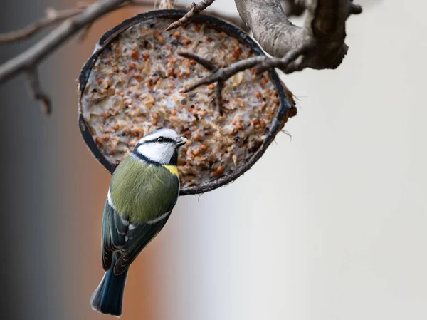 Modřinka Parus Caeruleus Návštěvě Krmení Místa Vyrobené Kokos — Stock fotografie