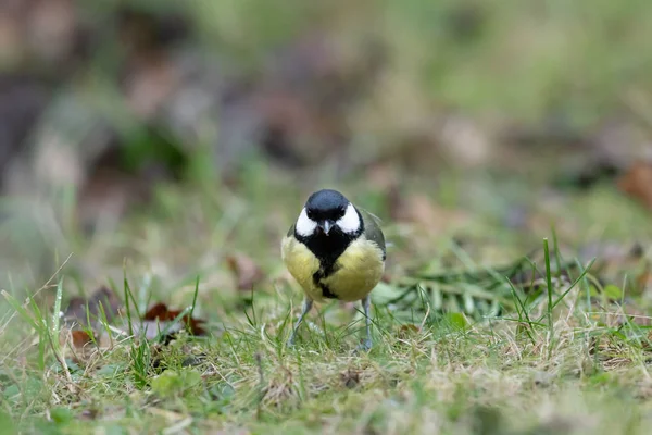 Great Tit Parus Major Looking Food Grass — Stock Photo, Image