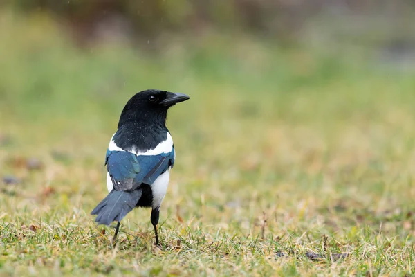 Una Gazza Comune Pica Pica Che Cammina Cerca Cibo Giardino — Foto Stock