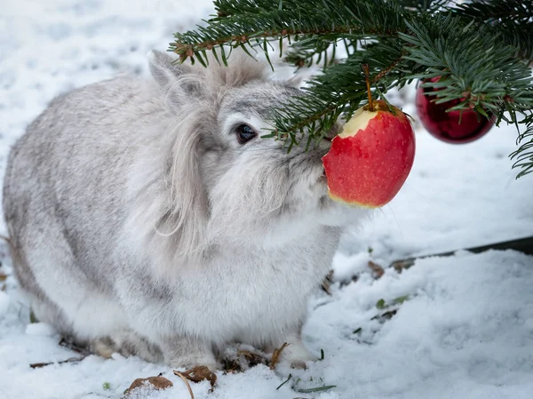Królik Biały Karzeł Zjedzenia Jabłka Wiszące Choinkę Poza Śniegu — Zdjęcie stockowe