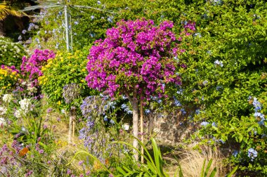 Promenade Clair de lune Dinard (Fransa), yaz aylarında güneşli bir çiçek